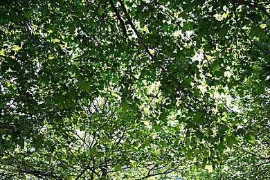 《inZOI》Steam特别好评 试玩存档可继承